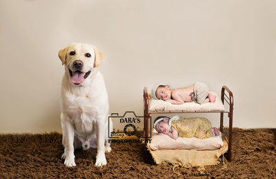 South Florida Newborn Twin photographer boy girl bunk beds with dog